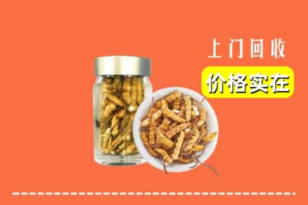 巴马县回收散虫草